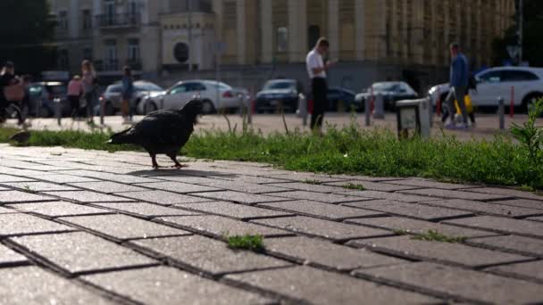 鳩は人々の動きを背景にタイル張りの舗装に沿って歩く ウクライナの首都からの美しい夏のショット — ストック動画