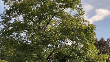 Sonbaharda rüzgarla sallanan büyük bir ağaç.