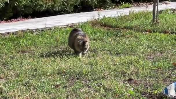 Саду Грає Прекрасна Сибірська Кішка — стокове відео
