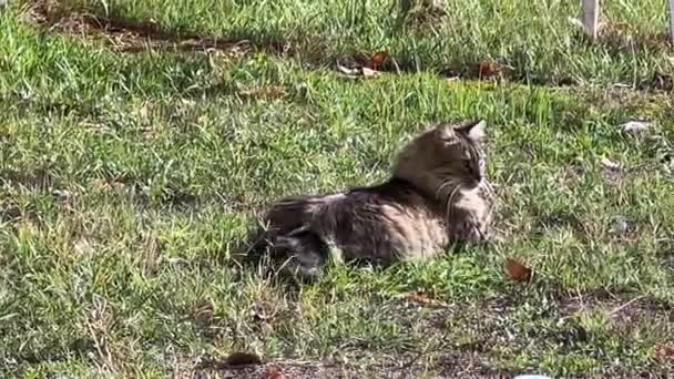 美しいシベリア猫が庭で遊んでいます — ストック動画