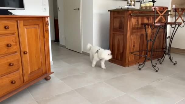 Bichon Maltese Sniffing All Living Room — Stock Video