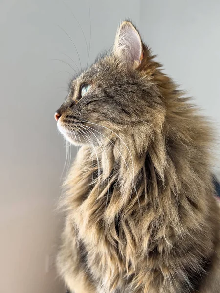 美しいですシベリア猫の愛らしいプロフィール — ストック写真