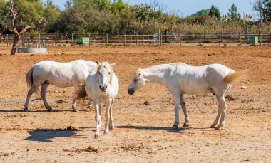 Kamp atları Camargue, Provence, Fransa 'da bir sürüde