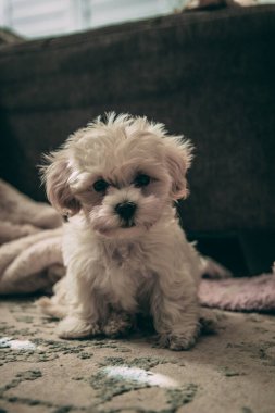 Toplu küçük beyaz köpek. 