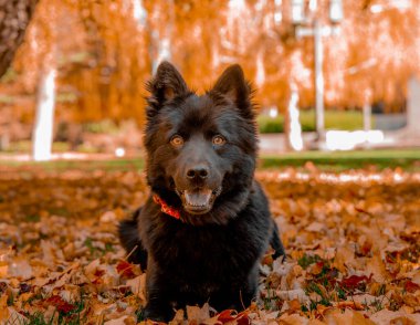 Chow chow karışımı yapraklarda gülümsüyor. 
