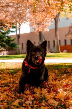 Cadılar Bayramı için Chow chow 