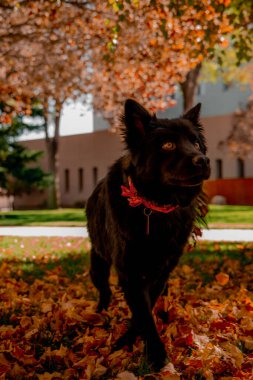 Sonbaharda Chow chow karışımı 