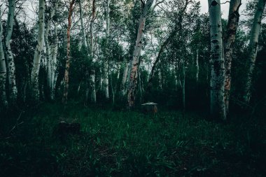 Dağların arasından geçen açık yol. 