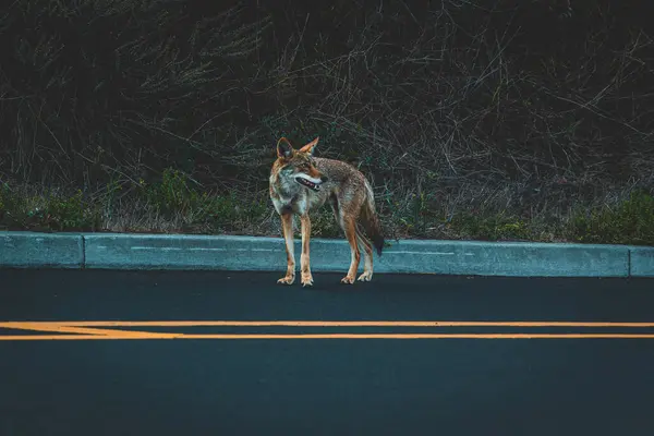 Wild Coyote Going Bathroom — Stock Photo, Image
