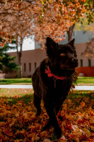 Sonbaharda Chow chow karışımı 