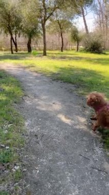 Oyuncak kaniş parkta yürüyor ve çimleri kokluyor. Sahibiyle yürüyor.