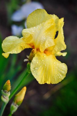 Sarı İris Çiçeği ve Yağmur Damlaları. Yağmurdan sonra. Taze Bahar Çiçeği.