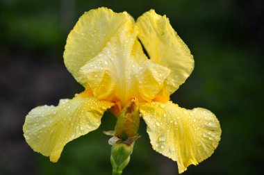 Sarı İris Çiçeği ve Yağmur Damlaları. Yağmurdan sonra. Taze Bahar Çiçeği.