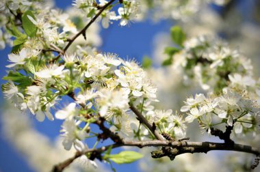 Kayısı ağacı çiçekleri. Kayısı ağacının bir dalı. Çiçek açan bahar ağaçları.