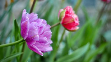 Bahar bahçesi lale çiçekleri. Lale tarlası. Hollanda laleleri.