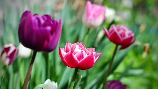 Spring garden tulip flowers. Tulip field. Holland tulips.