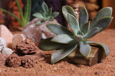 Avustralya Kırmızı Kum Meditasyon Masasında Kuvars Kristalli Çöl Gülü Kayaları