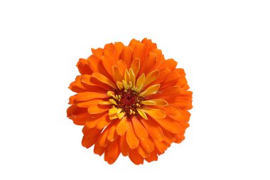 Orange Zinnia Flower in Full Bloom Isolated on White Background