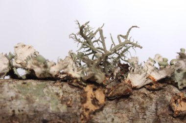 Lichen Ağacı Mantarı Doğu Teksas 'ta ağaç dalında büyüyor. Kapat.