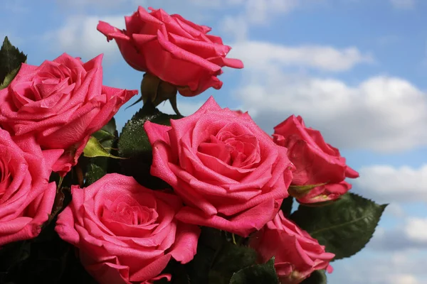 Μπουκέτο Ροζ Τριαντάφυλλα Εξωτερικούς Χώρους Μπλε Ουρανό Στο Παρασκήνιο Εικόνα Αρχείου