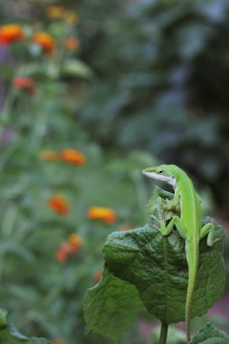 Yeşil Anol Kertenkelesi Anolis Çiçek Üzerine İlahi, Sığ DOF