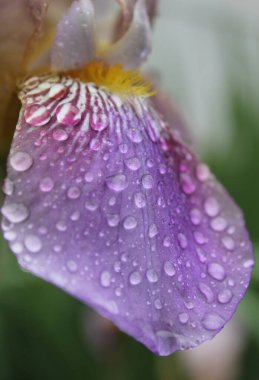 Açan Mor Göz Yaprağı Yağmur Damlaları Kapanıyor