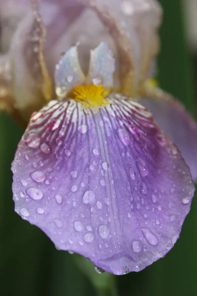 Цветущий Фиолетовый Лепесток Радужной Оболочки Капельками Дождя — стоковое фото