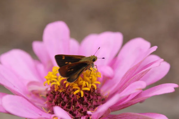 Μικρή Πεταλούδα Ροζ Λουλούδια Zinnia Υπαίθριο Κήπο Αγροτική Ανατολή Τέξας — Φωτογραφία Αρχείου