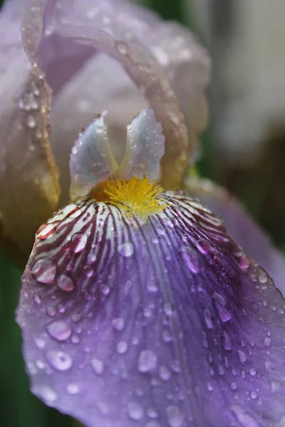 Kvetoucí Fialová Duhovka Okvětní Lístek Kapkami Deště — Stock fotografie