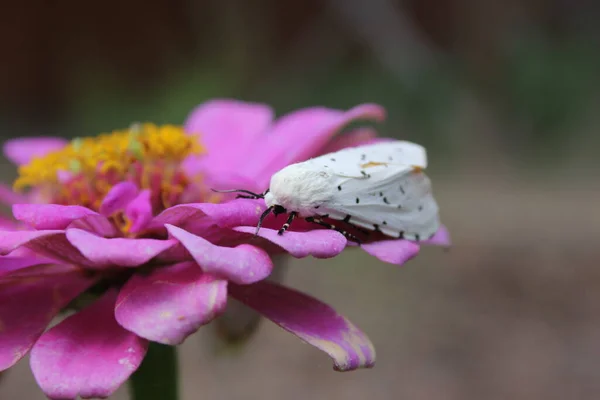 Salt Marsh Moth Sur Rose Zinnia Flower Estigmene Acrea Rural — Photo