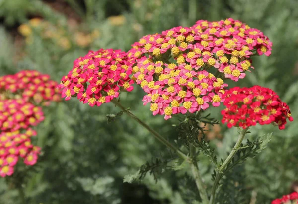 stock image Colorful Flowers Growing on Historic Town Square of Georgetown Texas