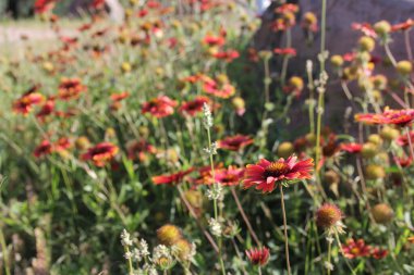 Wildflower Field Llano TX yakınlarında büyüyor. Teksas Tepesi Ülkesi