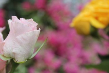Pembe Gül Buketi Düğünde Kapalı Kapılar