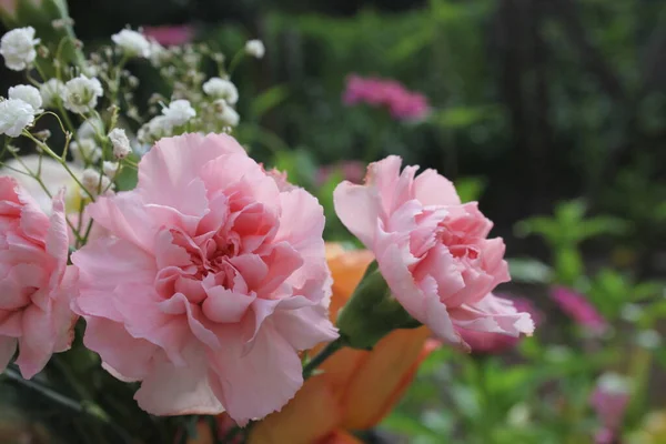 Bouquet Oeillets Roses Gros Plan Plein Air Mariage Photo De Stock