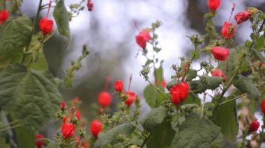 Kızıl Türkler Cap Bush - Doğu Teksas kırsalında Uğultulu Kuş ile Malvaviscus arboreus