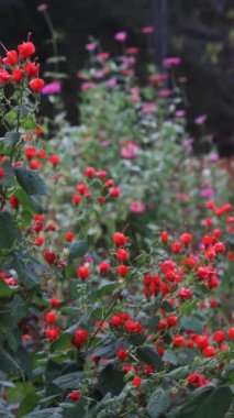 Kızıl Türkler Cap Bush - Doğu Teksas kırsalında Uğultulu Kuş ile Malvaviscus arboreus