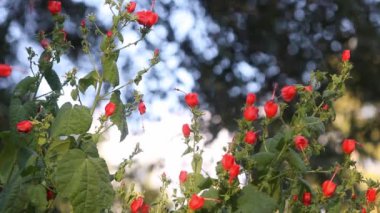 Kızıl Türkler Cap Bush - Doğu Teksas kırsalında Uğultulu Kuş ile Malvaviscus arboreus