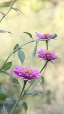 Pembe Zinnia Çiçeğinin Kapanışı Hafif Rüzgârla Dolu Çiçek