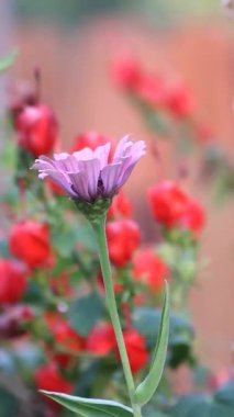 Pembe Zinnia Çiçeğinin Kapanışı Hafif Rüzgârla Dolu Çiçek