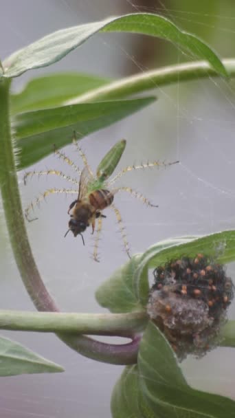 Lynx Spider Τρέφεται Μέλισσα Spider Hatchlings — Αρχείο Βίντεο