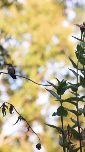 Zinnia 꽃에서 마시는 퍼치에 Hummingbird — 비디오