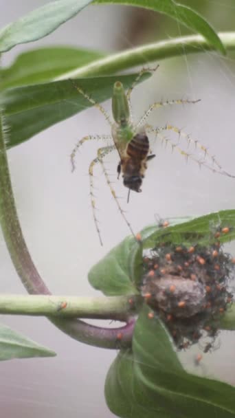 Lynx Spider Τρέφεται Μέλισσα Spider Hatchlings — Αρχείο Βίντεο