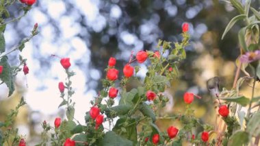 Kızıl Türkler Cap Bush - Doğu Teksas kırsalında Uğultulu Kuş ile Malvaviscus arboreus