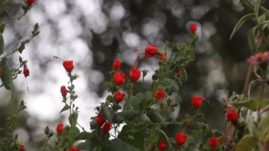 Kızıl Türkler Cap Bush - Doğu Teksas kırsalında Uğultulu Kuş ile Malvaviscus arboreus