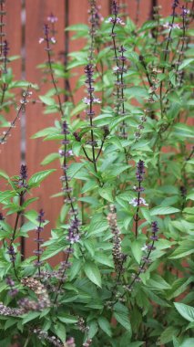 Bahçe 'de Tayland Basili Yetiştirme - O bazilika var. thyrsiflora Kapat