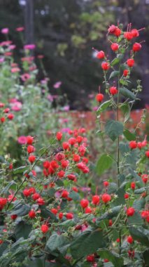 Kızıl Türkler Cap Bush - Doğu Teksas kırsalında Uğultulu Kuş ile Malvaviscus arboreus