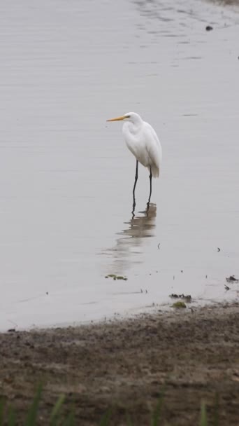 Большая Белая Птица Стоит Воде Озере Тайлер Восточном Техасе — стоковое видео