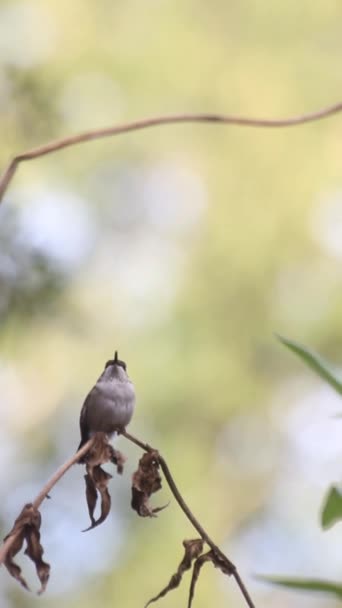 Hummingbird Persico Guardia Fiori — Video Stock