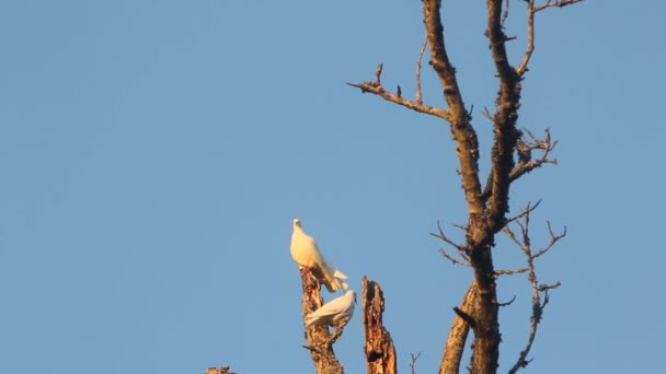 White Racing Pigeons Roosting Old Dead Tree — Stock Video