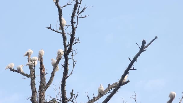 White Racing Pigeons Roosting Old Dead Tree — Stock Video